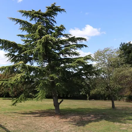Domaine O Cedre Bleu 別荘 *